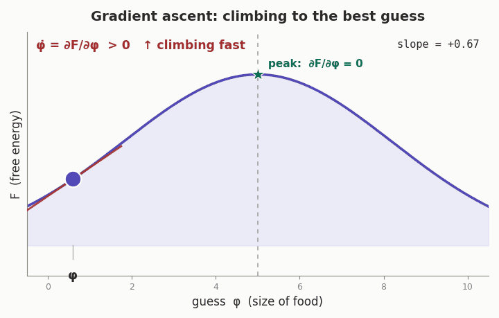 A ball climbing the free-energy curve via gradient ascent: it moves fast where the slope is steep, slows as the gradient flattens, and comes to rest at the peak where ∂F/∂φ = 0.